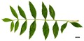 SpeciesSub: 'Aurea Pendula' SpeciesSub: 'Aurea Pendula'